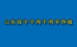 山東省牛牛肉牛肉羊養殖